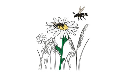 Illustration. Två bin och blommor.